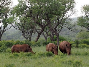 ムクゼ動物保護区のシロサイ